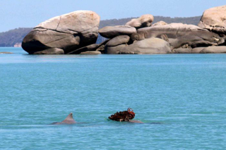A male presenting a sponge to a female. (Image: Josh Smith/UWA)